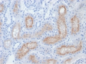 Folate Hydrolase 1 Antibody / FOLH1 / PSMA