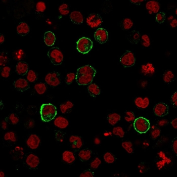 CD15 Antibody / SSEA-1