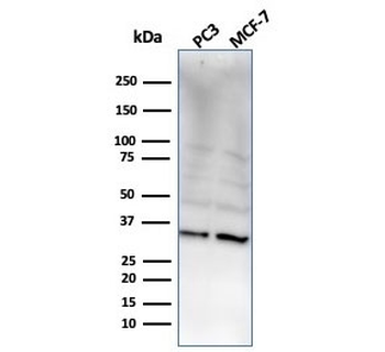 NKX2.8 Antibody