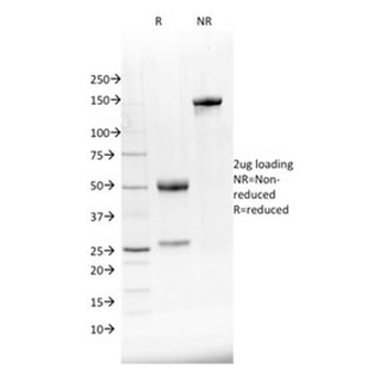 NKX2.8 Antibody
