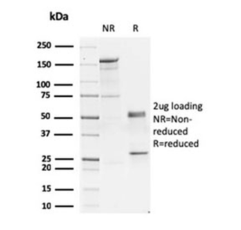 GATA3 Antibody