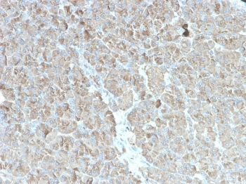 Recombinant CELA3B Antibody / Elastase 3B