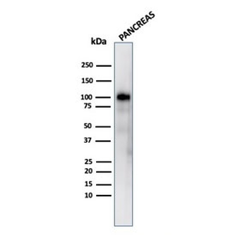 Glycoprotein 2 Antibody / GP2 / ZAP75