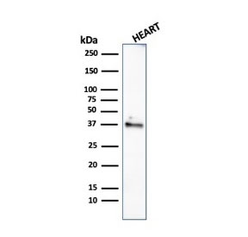 Histone H1 Antibody