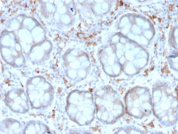 DC-SIGN Antibody / CD209