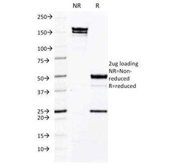 CD50 Antibody / ICAM-3