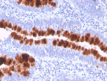 Fas Antibody / CD95