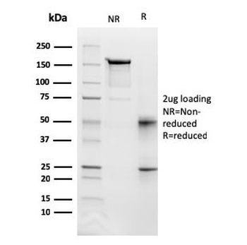 Fas Antibody / CD95