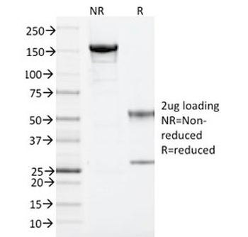 ARF1 Antibody