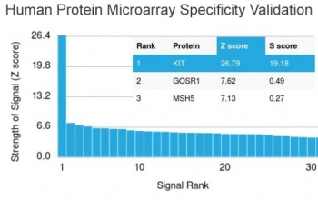 CD117 Antibody / c-Kit