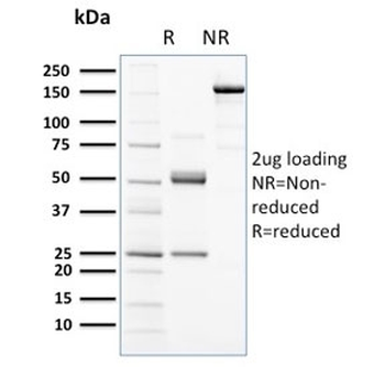 CD117 Antibody / c-Kit