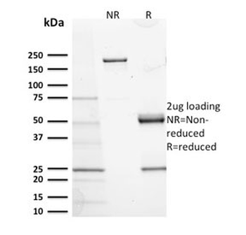 CD117 Antibody / c-Kit