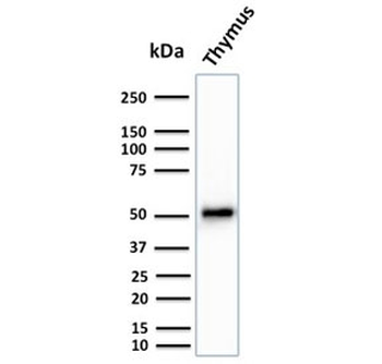 KRT15 Antibody / Cytokeratin 15