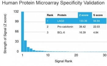 LAG3 Antibody / Lymphocyte activation gene 3 / CD223