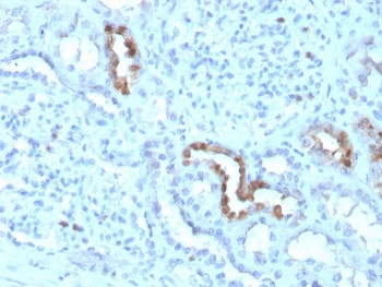 Calbindin Antibody / CALB1