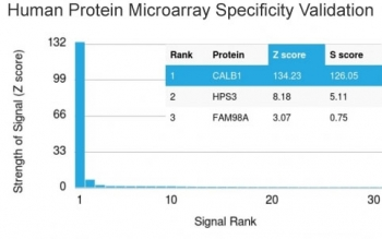 Calbindin Antibody / CALB1