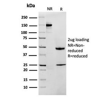 MTAP Antibody