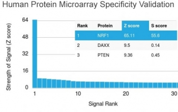 NRF1 Antibody / Nuclear Respiratory Factor 1