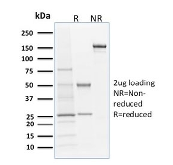 Langerin Antibody / CD207