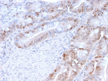 PCNA Antibody