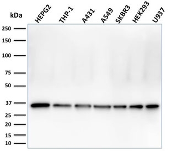 PCNA Antibody