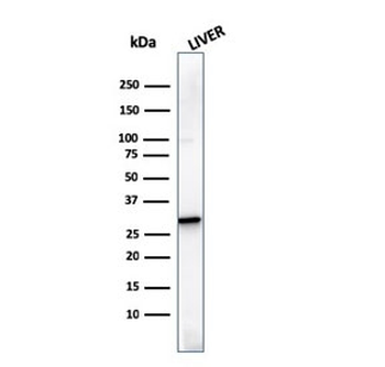 Prohibitin Antibody / PHB