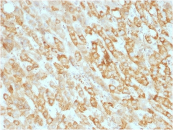 Prohibitin Antibody / PHB