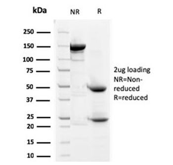 Prohibitin Antibody / PHB