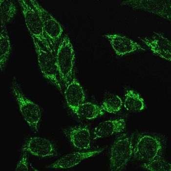 Recombinant Cytochrome C Antibody