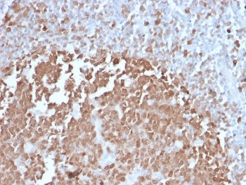 POU2AF1 Antibody / BOB-1