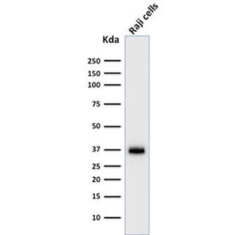 POU2AF1 Antibody / BOB-1