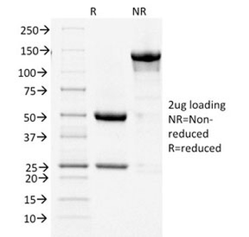 COX2 Antibody / PTGS2