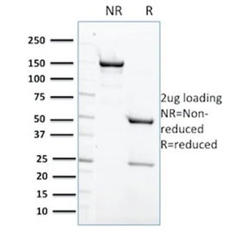 PTPN6 Antibody / SHP-1