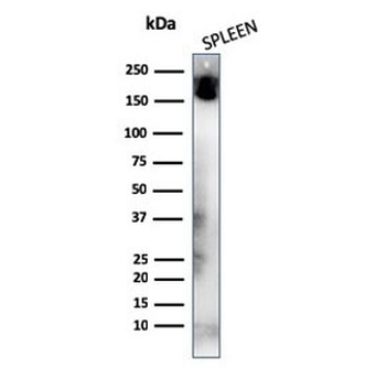 CD45RA Antibody (Leukocyte marker)