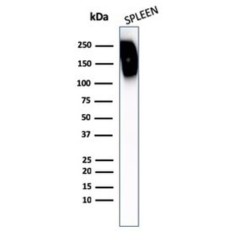 CD45RB Antibody