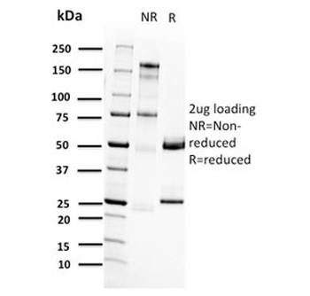 RET Antibody