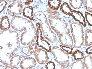 CD137 Antibody / 4-1BB / TNFRSF9