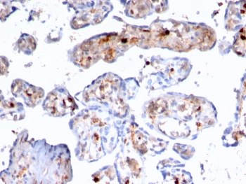 S100A4 Antibody / FSP1