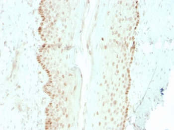 SOX2 Antibody