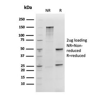 SOX2 Antibody
