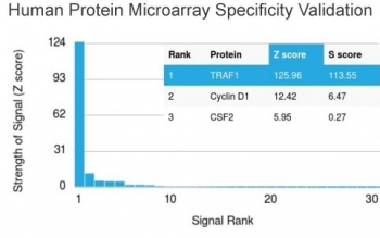 TRAF1 Antibody