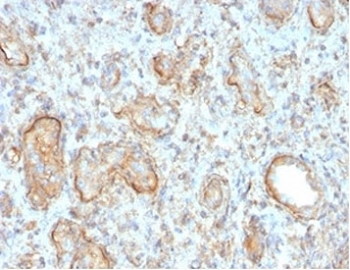 C3d / Complement 3d Antibody