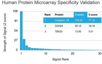 UPK1B Antibody / Uroplakin 1B