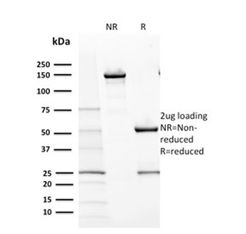 CD117 Antibody / c-Kit