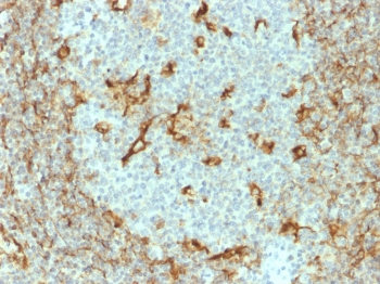 Vimentin Antibody