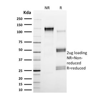 Calpain Antibody / CAPN1