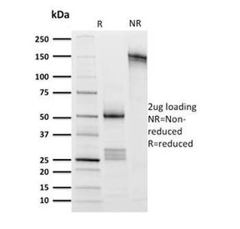CD8a Antibody