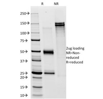 CD28 Antibody