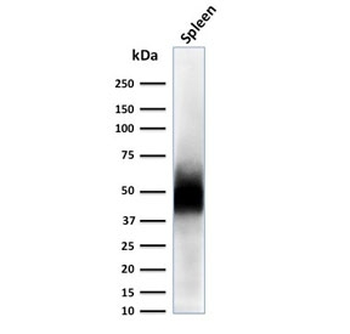 CD63 Antibody / LAMP-3