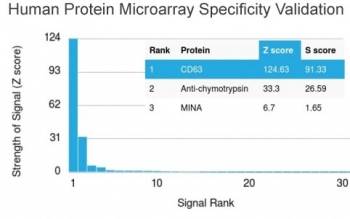 CD63 Antibody / LAMP-3